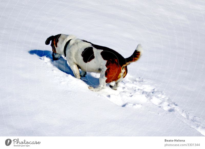 Hund im Schnee: je kürzer die Beine, desto ... Winter weiß kalt Außenaufnahme Spuren Wege & Pfade Schneedecke Schneespur Anstrengung