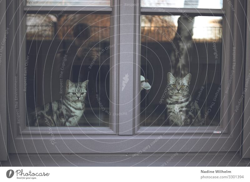 Kitty TV Fenster Tier Haustier Katze 2 Tierjunges beobachten hocken Blick sitzen Häusliches Leben Zusammensein klein schön Wärme feminin gelb gold grau schwarz