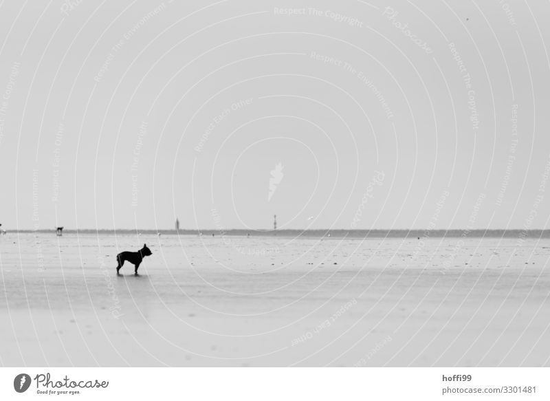 kleine französische Dogge allein bei Ebbe im Wattenmeer Strand Landschaft Sand Wasser Himmel Wolkenloser Himmel Küste Hund beobachten Erholung stehen wandern
