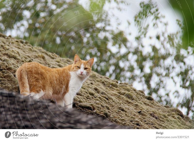 Katze steht auf einem mit Moos bewachsenen Dach Umwelt Natur Pflanze Tier Baum Haus Grasdach Haustier 1 Blick stehen authentisch außergewöhnlich einzigartig