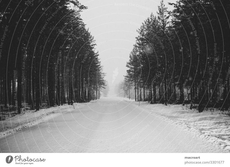 Straße Baumstamm Winter kahl karg trist Schnee Tanne nadelgehölz Nadelbaum aufforstung aufgereiht Wald künstlich wallpaper Hintergrundbild