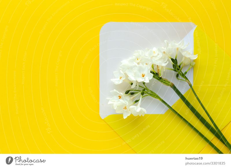 Frische Blumen auf farbigem Hintergrund von oben Lifestyle elegant Stil Design schön Dekoration & Verzierung Feste & Feiern Hochzeit Geburtstag Natur Blüte