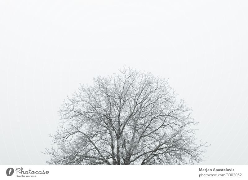 Gefrostete Baumwipfel im Winter Umwelt Natur Landschaft Pflanze Himmel Wetter Nebel Eis Frost Coolness hoch kalt natürlich Stimmung friedlich geduldig Weisheit