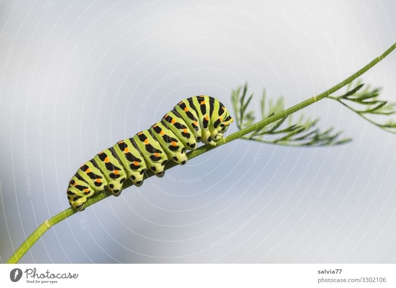 fressen und wachsen Natur Pflanze Blatt Möhre Garten Tier Larve Raupe Schwalbenschwanz Insekt Metamorphose 1 Fressen Wachstum Wandel & Veränderung Farbfoto