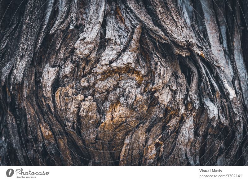 Textur der Rinde von Styphnolobium japonicum, allgemein bekannt als Pagodenbaum Natur Pflanze Erde Frühling Baum Garten Park Feld Wald Urwald Holz alt