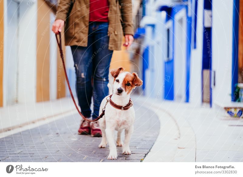junge frau und ihr süßer jack russell hund gehen an einer bunten Straße in der Stadt spazieren. reisekonzept Frau Hund gelber Hintergrund Großstadt mehrfarbig