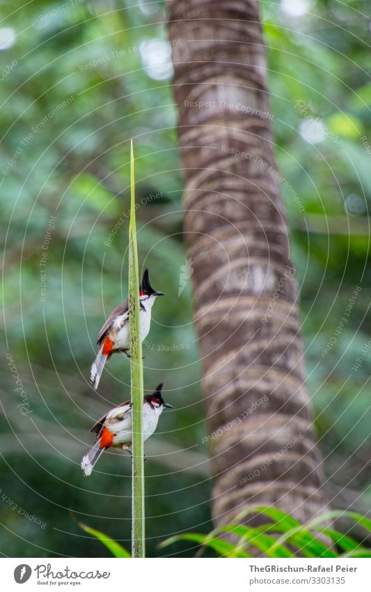 zwei Vögel auf einem Ast  vor unscharfem Hintergrund Vogel Tier Feder Farbfoto Flügel zu zweit Zusammensein zusammen edel Gefieder Palme Dschungel Freundschaft