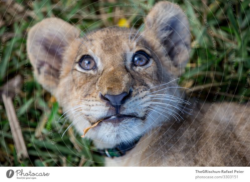 Junger Löwe Tier Farbfoto Außenaufnahme Ferien & Urlaub & Reisen Tierporträt Wildtier Blick in die Kamera könig der tiere 1 Menschenleer liegen ruhen Mauritius