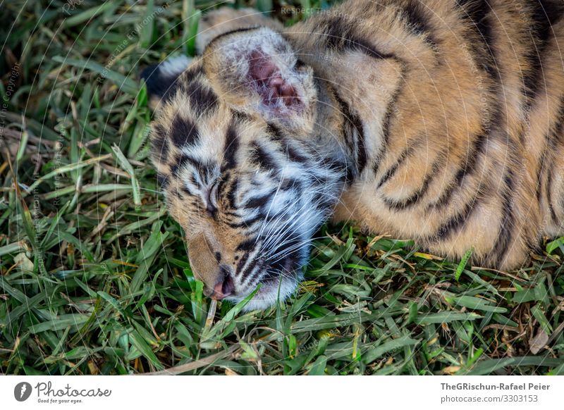 tigerbaby ist müde Tiger jung Tier Wildtier Raubkatze Katze Natur Tierporträt Muster struktur kuschelig gefährlich schlafen Gras draußen Ohr