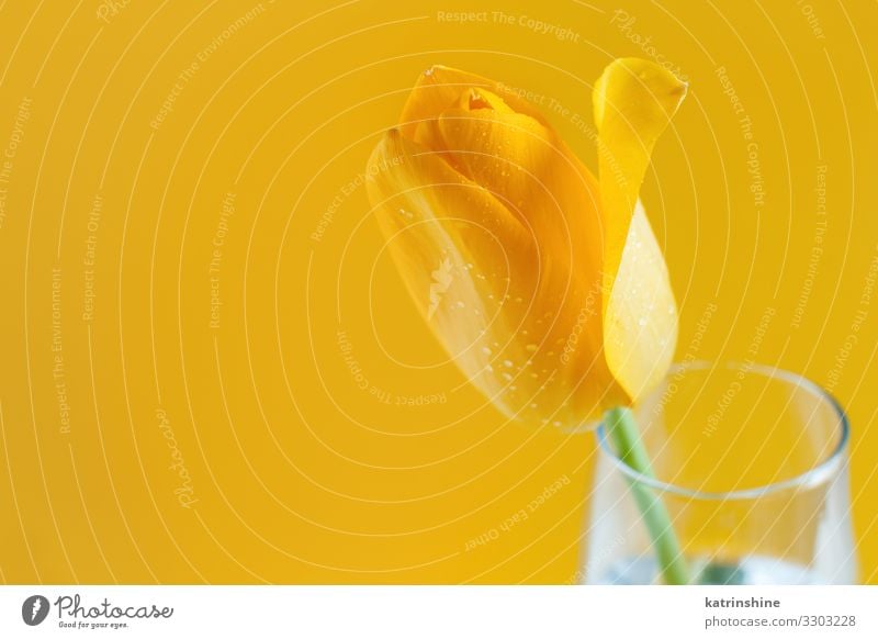 Gelbe Tulpen auf gelbem Grund schön Muttertag Ostern Geburtstag Erwachsene Frühling Blume Blüte Blumenstrauß Liebe hell trendy weiß romantisch März Hintergrund