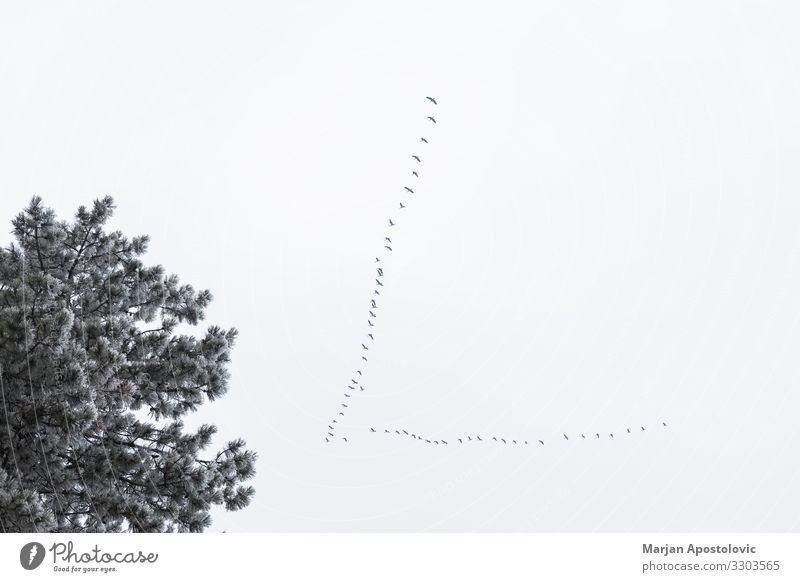 Storchenschwarm, der im Winter über die Bäume fliegt Umwelt Natur Pflanze Tier Luft Himmel Wald Vogel Tiergruppe Schwarm fliegen wild Stimmung Entschlossenheit