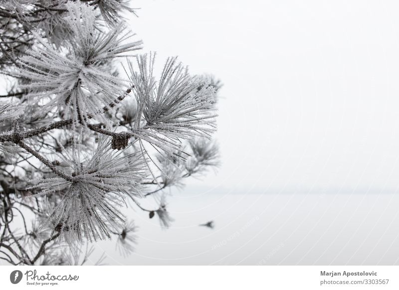 Nahaufnahme einer gefrosteten Kiefer im Winter Umwelt Natur Pflanze Wasser Wolkenloser Himmel Wetter Nebel Eis Frost Baum Küste Flussufer See Coolness kalt