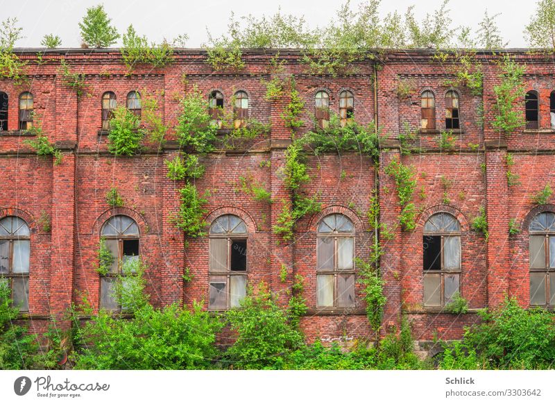 Hausbesetzung oder Gewächshaus - alte Fabrikfassade mit natürlicher Fassadenbegrünung Mauer Wand Fenster Dach Dachrinne Bogenfenster Backsteine mehrfarbig rot