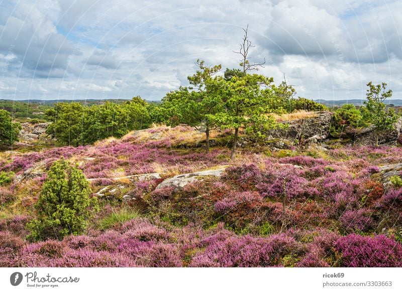 Landschaft auf der Insel Tjörn in Schweden Erholung Ferien & Urlaub & Reisen Tourismus Sommer Meer Natur Wasser Wolken Baum Felsen Küste Nordsee
