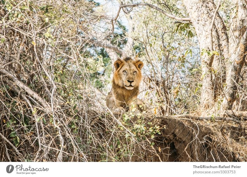 Männlicher Löwe in freier Wildbahn Safari Tier Afrika Farbfoto Außenaufnahme Ferien & Urlaub & Reisen Tierporträt Wildtier Tansania Bäume Blick in die Kamera