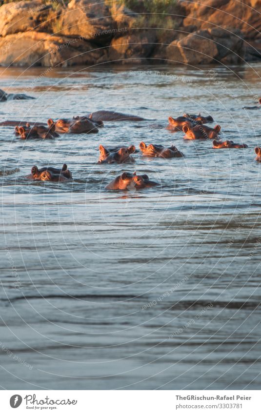 Nilpferde im Wasser bei Sonnenuntergang Safari Tier Afrika Farbfoto Außenaufnahme Ferien & Urlaub & Reisen Wildtier Tansania entdecken 1 Abenteuer Menschenleer