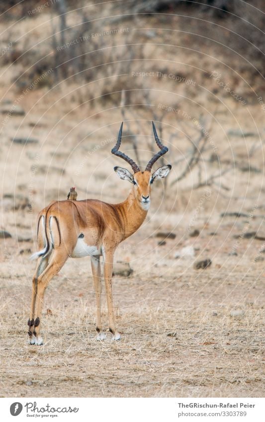 gazellen mit Vogel auf dem Rücken Safari Tier Afrika Farbfoto Außenaufnahme Ferien & Urlaub & Reisen Tierporträt Wildtier Tansania Blick in die Kamera entdecken