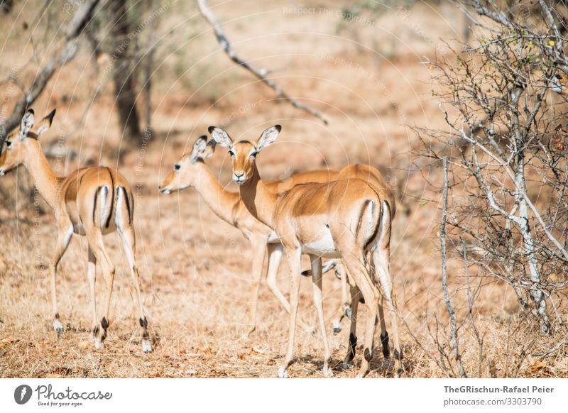 Gazellengruppe in Tanzania Safari Tier Afrika Farbfoto Außenaufnahme Ferien & Urlaub & Reisen Tierporträt Tansania Blick in die Kamera entdecken Abenteuer