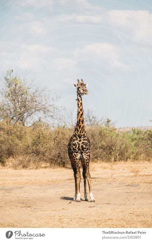 Giraffe Baum Savanne trocken Afrika Landschaft Natur Farbfoto Himmel Umwelt Safari Muster Zeichnung Tier Außenaufnahme Säugetier Ferien & Urlaub & Reisen braun