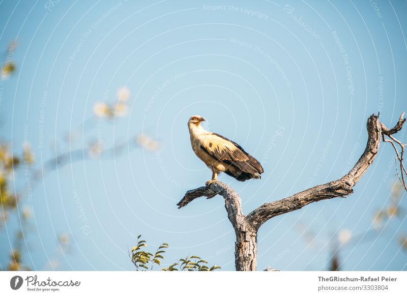 Adler auf einem Baum Tansania Safari Tier Natur Afrika Außenaufnahme Farbfoto Ferien & Urlaub & Reisen Abenteuer Tierporträt 1 Tiergesicht Wildtier Tourismus
