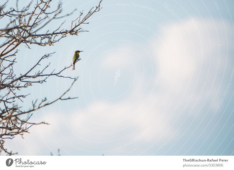 Vogel auf Baum Tier Farbfoto Wildtier Natur blau Menschenleer Schnabel Tag Safari bunt Ästethik