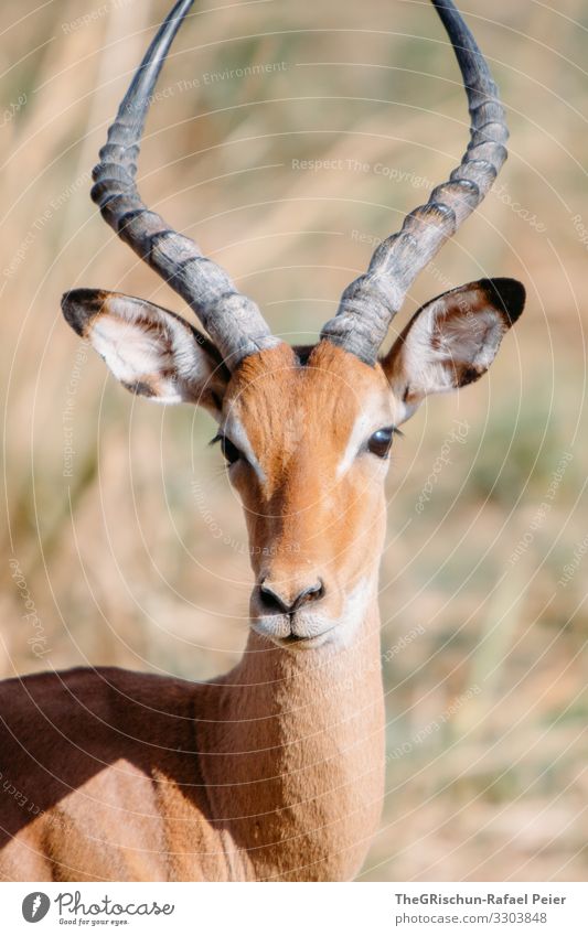 Gazellenportrait Safari Tier Afrika Farbfoto Außenaufnahme Ferien & Urlaub & Reisen Tierporträt Tansania Blick in die Kamera entdecken 1 Menschenleer Natur