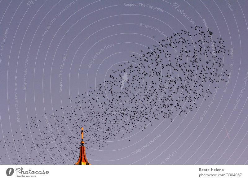 Abgehoben l Vogelfrei Tier Wolkenloser Himmel Horizont Sonne Schönes Wetter Kirche Turm Schwarm Bewegung entdecken Fitness fliegen Jagd Kommunizieren