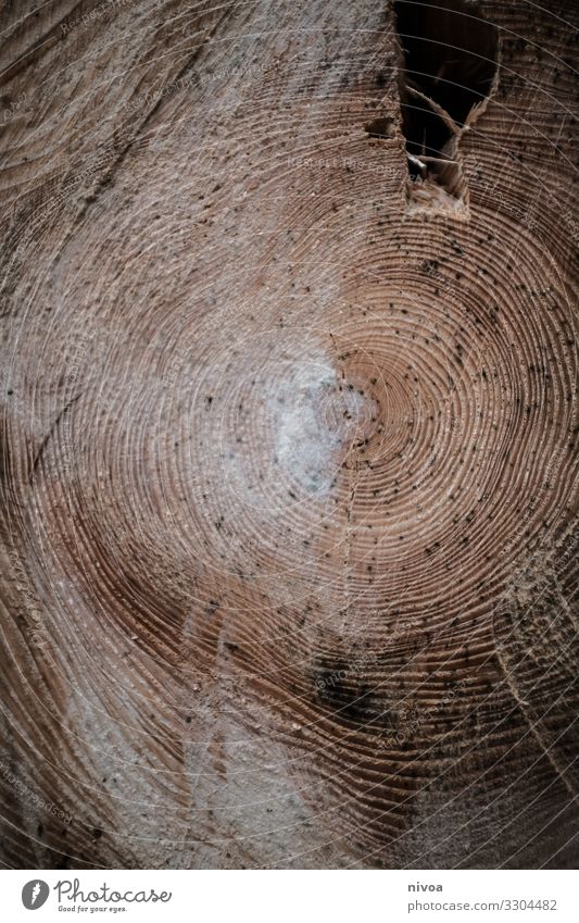 Jahresringe eines Baumes Baumstamm Zeit wachsen Wachstum fällen Alter Natur Wald Holz Farbfoto Außenaufnahme braun Muster Ring Ringe Menschenleer