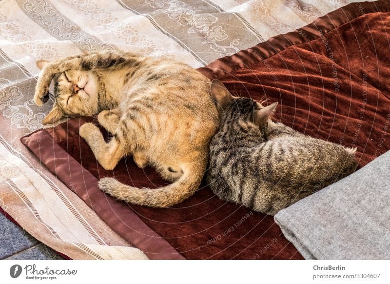 Faulenzen bei Katzen Tier Haustier Pfote 2 Erholung liegen schlafen Zusammensein Glück kuschlig Zufriedenheit Coolness Geborgenheit ruhig bequem Gelassenheit