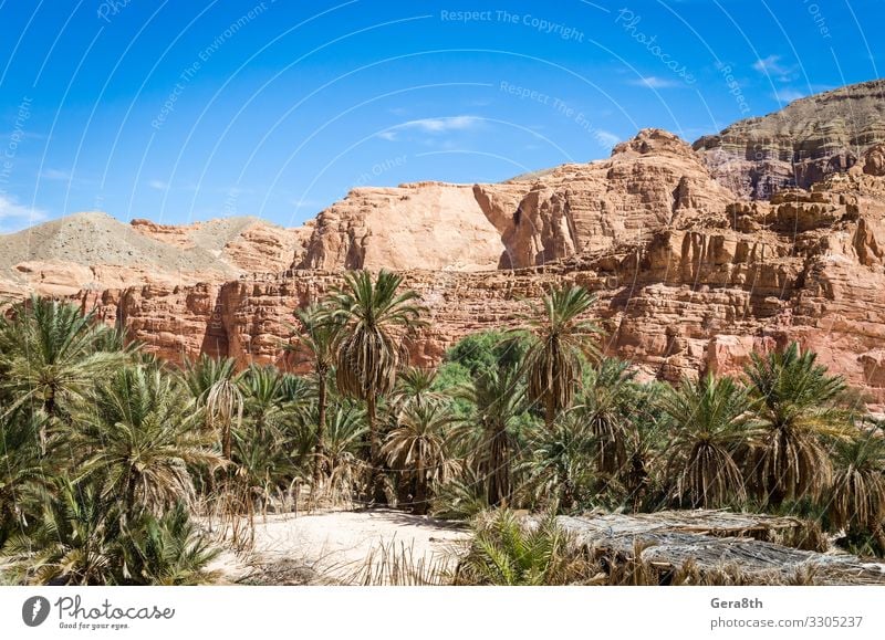 Oase mit Palmen in der Wüste in Ägypten Dahab exotisch Ferien & Urlaub & Reisen Tourismus Sommer Berge u. Gebirge Natur Landschaft Pflanze Himmel Wolken Wärme