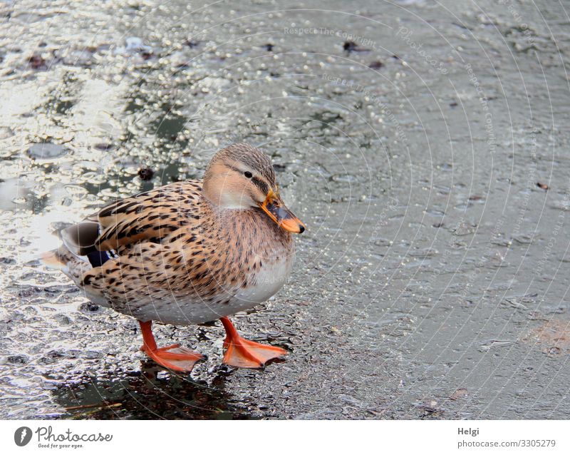 Ente steht auf einer Eisfläche Umwelt Natur Tier Wasser Winter Frost Teich Wildtier Vogel 1 frieren Blick stehen authentisch kalt natürlich braun grau orange