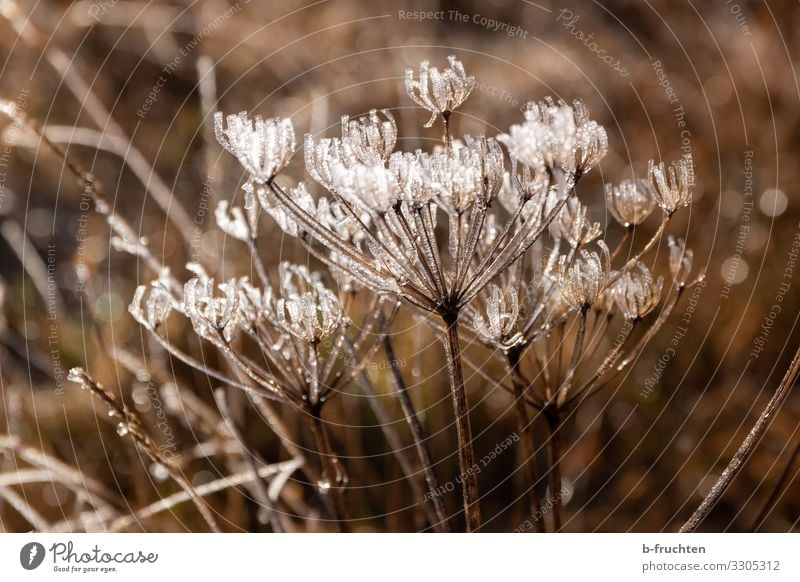 Eiszeit Wohlgefühl ruhig Meditation Natur Pflanze Winter Frost Blume Gras Wildpflanze Garten Park Wiese beobachten ästhetisch frisch kalt Eiskristall gefroren