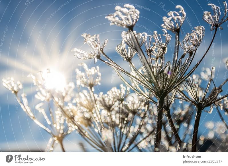 Pflanzen im Winter Leben harmonisch Himmel Sonne Schönes Wetter Eis Frost Gras Sträucher Park Wiese frei Freundlichkeit frisch glänzend kalt Farbfoto