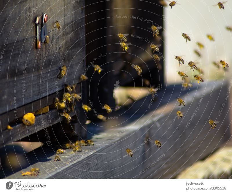 Schwarm aller Bienen Imkerei Bienenstock Holz 14 fliegen authentisch niedlich viele Leben organisiert lackiert Honigbiene Sozialstruktur Schwärmerei