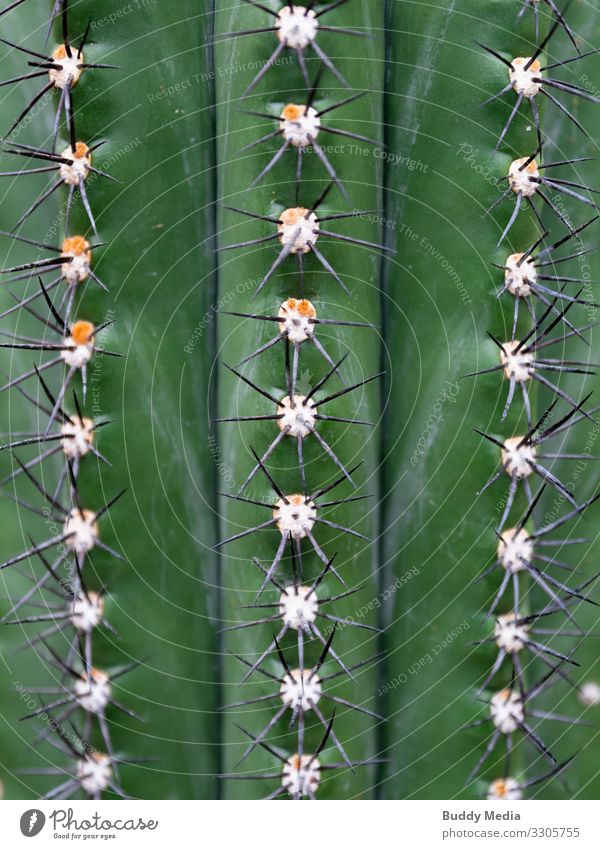 Browningia Kaktus Nahaufnahme Umwelt Natur Pflanze exotisch außergewöhnlich bedrohlich dick authentisch eckig groß kalt natürlich rebellisch Spitze stachelig