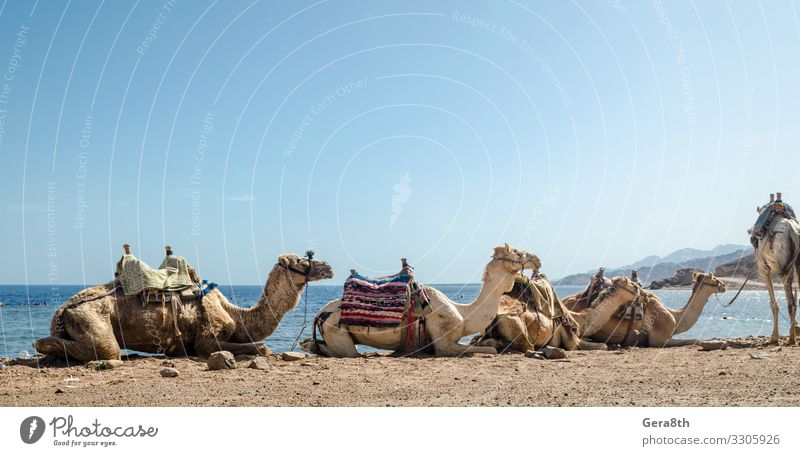 Karawane liegender Kamele in der Wüste Ägyptens Dahab Blue Hole exotisch Ferien & Urlaub & Reisen Tourismus Sommer Strand Meer Natur Landschaft Sand Horizont
