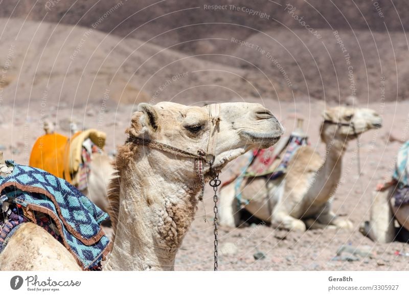 Kamele in der Felswüste Ägyptens Dahab Südsinai exotisch Ferien & Urlaub & Reisen Tourismus Sommer Berge u. Gebirge Natur Tier Sand Verkehr Rudel Stein Lächeln