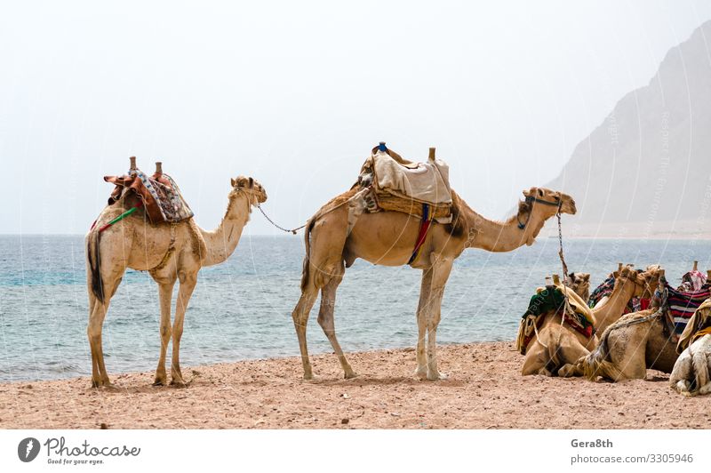 Karawane liegender Kamele in der Wüste Ägyptens Dahab Südsinai exotisch Ferien & Urlaub & Reisen Tourismus Sommer Strand Meer Berge u. Gebirge Natur Landschaft