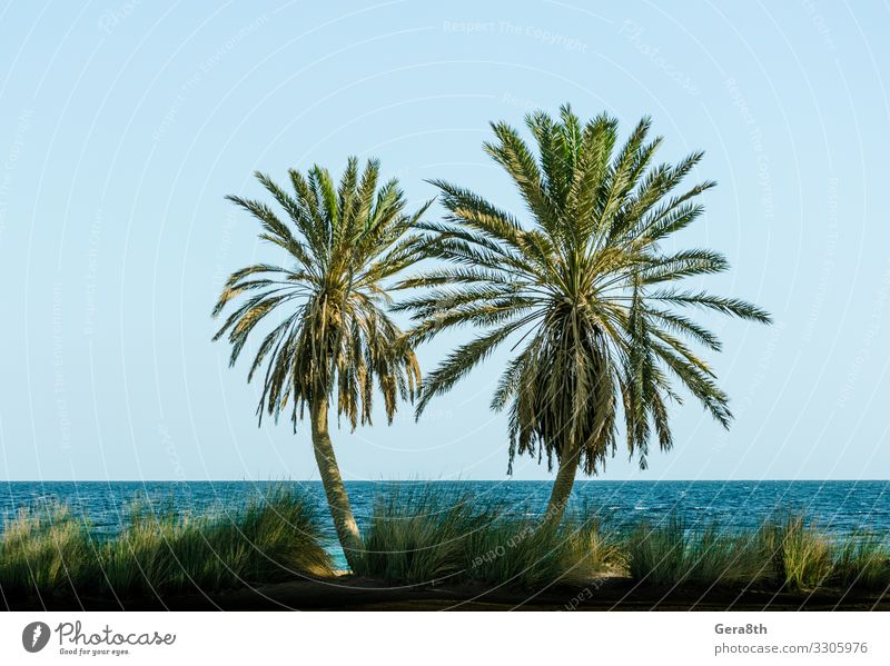grüne Palmen am Roten Meer in Ägypten Dahab Erholung Ferien & Urlaub & Reisen Tourismus Sommer Strand Wellen Natur Landschaft Pflanze Sand Himmel Horizont Baum
