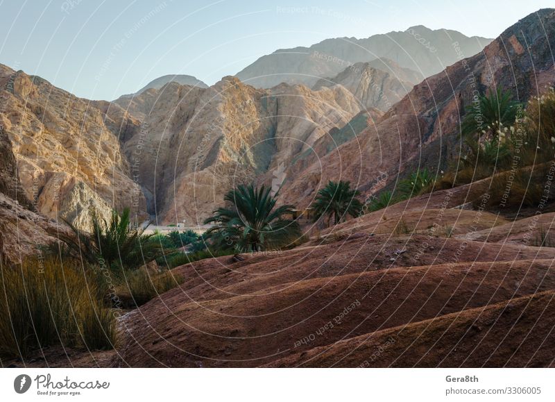 Berglandschaft mit Palmen in der Wüste Ägyptens Erholung Ferien & Urlaub & Reisen Tourismus Sommer Berge u. Gebirge Natur Landschaft Pflanze Himmel Wolken Baum