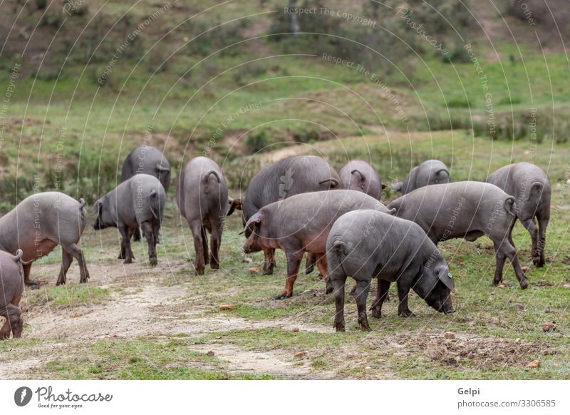 Iberische Schweine auf der Weide Fleisch Essen Gastronomie Natur Landschaft Tier Baum Wiese Pfote Herde Fressen füttern schwarz Hausschwein Bauernhof