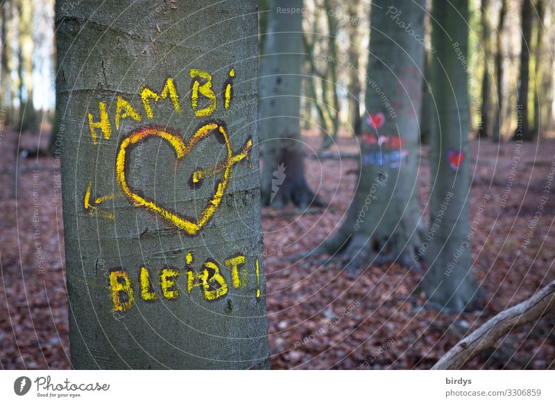 Im Hambacher Forst Umwelt Natur Sommer Klimawandel Baum Wald Schriftzeichen Graffiti Herz Liebe authentisch Freundlichkeit Zusammensein nachhaltig positiv