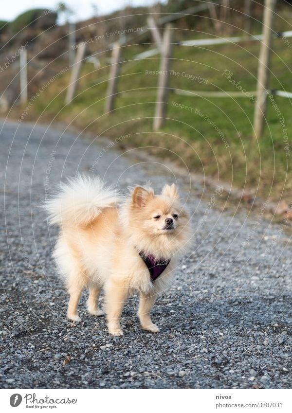 OLYMPUS-DIGITALKAMERA Hund Spaziergang Gassi gehen Tier Haustier Säugetier laufen Außenaufnahme Farbfoto Natur 1 mit dem Hund rausgehen Hundeleine Freundschaft