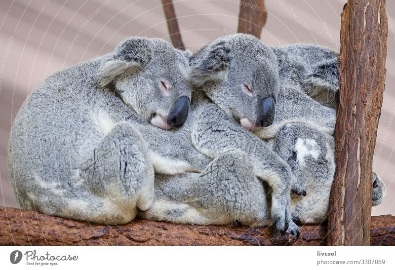 Koalas schlafen , Brisbane II - Australien Ferien & Urlaub & Reisen Ausflug Abenteuer Familie & Verwandtschaft Menschengruppe Natur Tier Baum Wald Wildtier 3