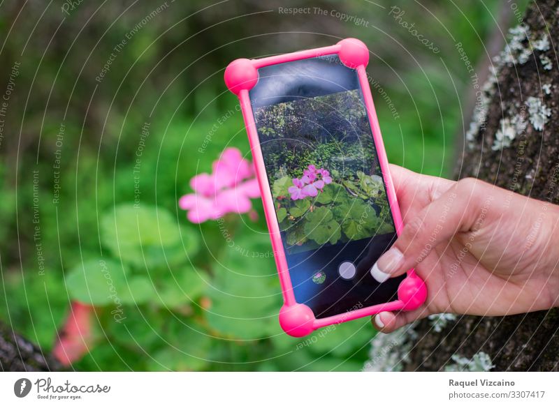 Foto mit einem Smartphone zu einer rosa Blume. Telefon Handy Technik & Technologie Natur Frühling schön grün Mobile zu fotografieren Anzeige Funktelefon digital