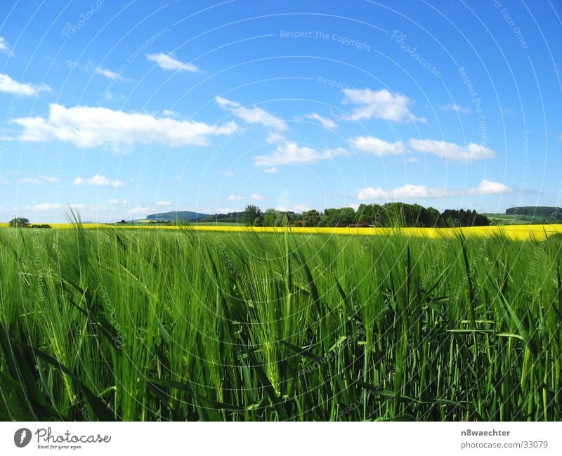 Felder im Mai Raps Roggen gelb grün Wolken weiß filigran Weserbergland Korn Strichhaar Himmel blau Detailaufnahme