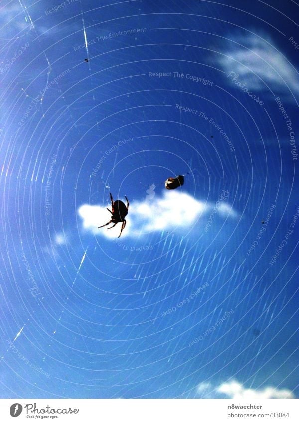 Ins Netz gegangen Spinne Stoff Spinnennetz weiß Verkehr Fliege Himmel blau Sonne Reflexion & Spiegelung