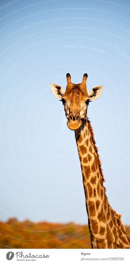 in südafrika naturschutzgebiet und giraffe Haut Gesicht Safari Mund Zoo Natur Tier Himmel Park stehen hoch lang lustig niedlich wild grau schwarz weiß Giraffe