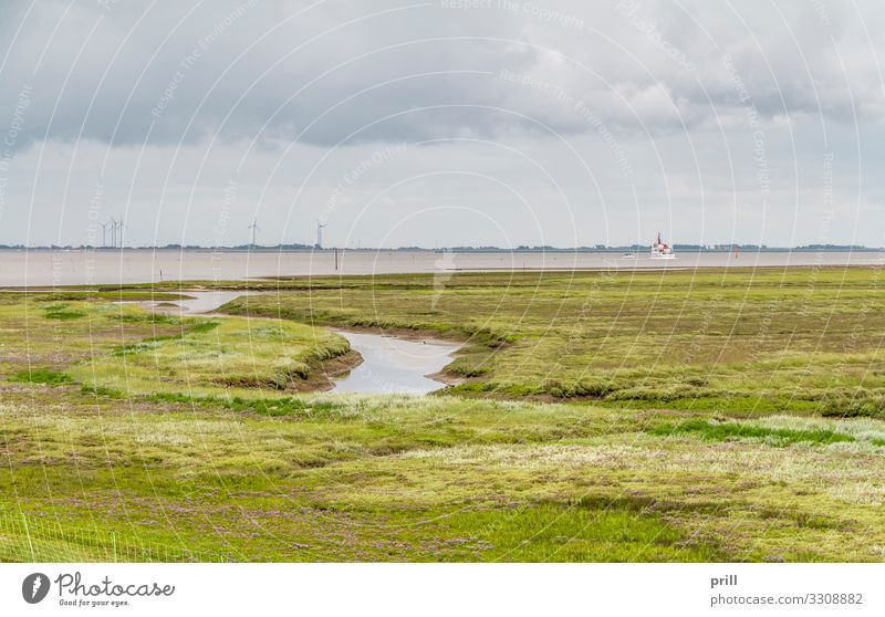 Spiekeroog in East Frisia Sommer Meer Insel Wohnung Natur Landschaft Pflanze Wasser Küste Nordsee authentisch Ostfriesland Landkreis Friesland bewachsen