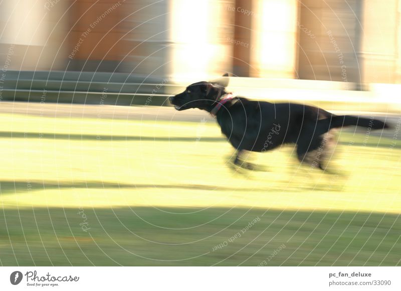 Running Dog Labrador Hund Unschärfe Bewegung Mitziehen rennen